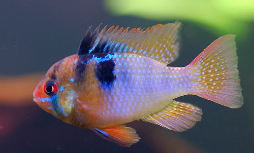 PAPILIOCHROMIS RAMIREZI